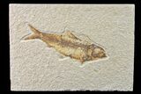 Fossil Fish (Knightia) - Wyoming #159059-1